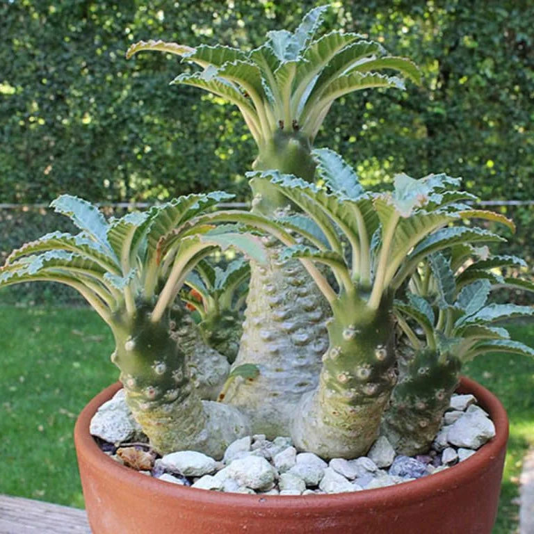 Premium Green Dorstenia Lavrano Plant Seeds Perfect for Indoor & Outdoor Planting