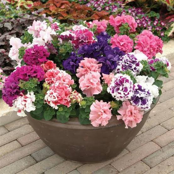Double Pink Petunia in indoor pots