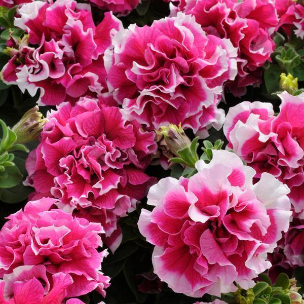 Ornamental Double Pink Petunia flowering plant