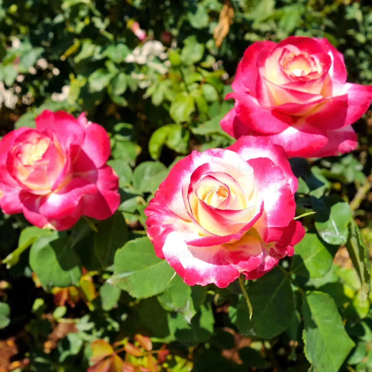 Double Delight Rose Flower seeds for Planting Drought Tolerant Heirloom & GMO Free Seeds for Home Garden