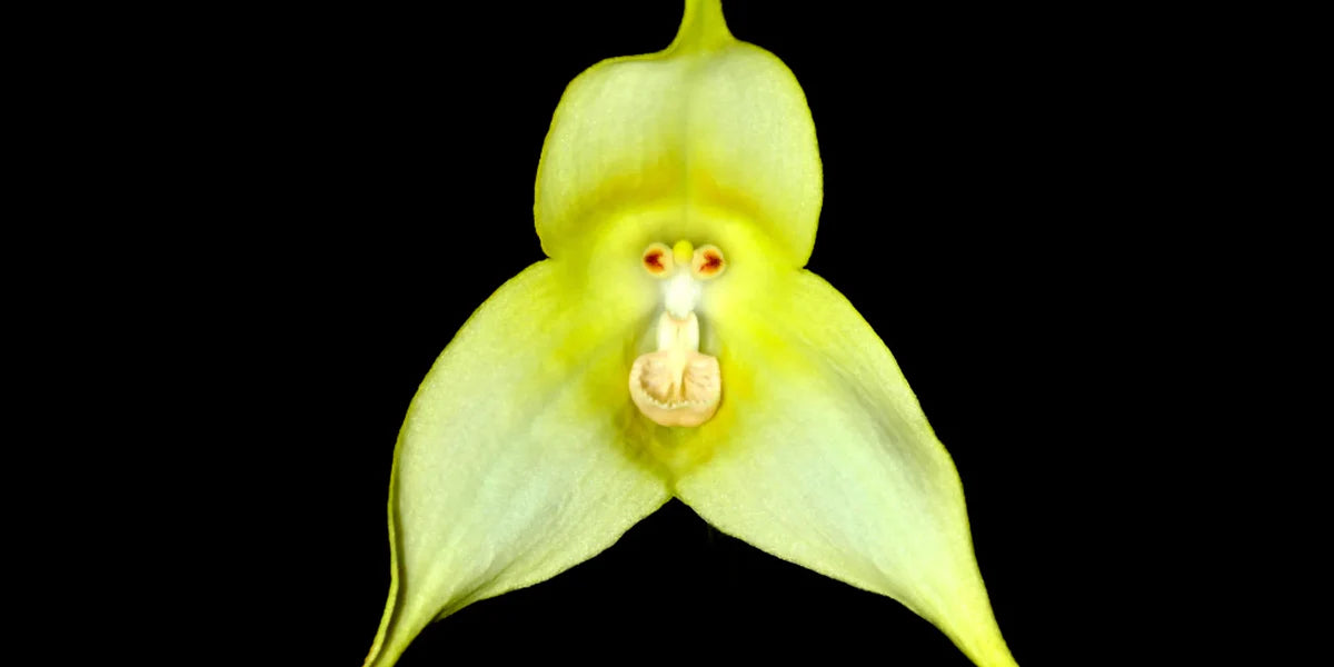 Green Monkey Face Orchids Flower seeds blooming in flower beds, containers, borders, and pollinator-friendly gardens