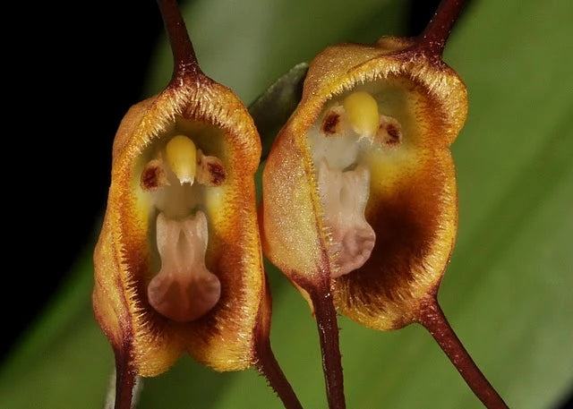 Brown Monkey Orchid Flower seeds for Planting - Hardy Variety, Heirloom & GMO Free Seeds for Home Garden