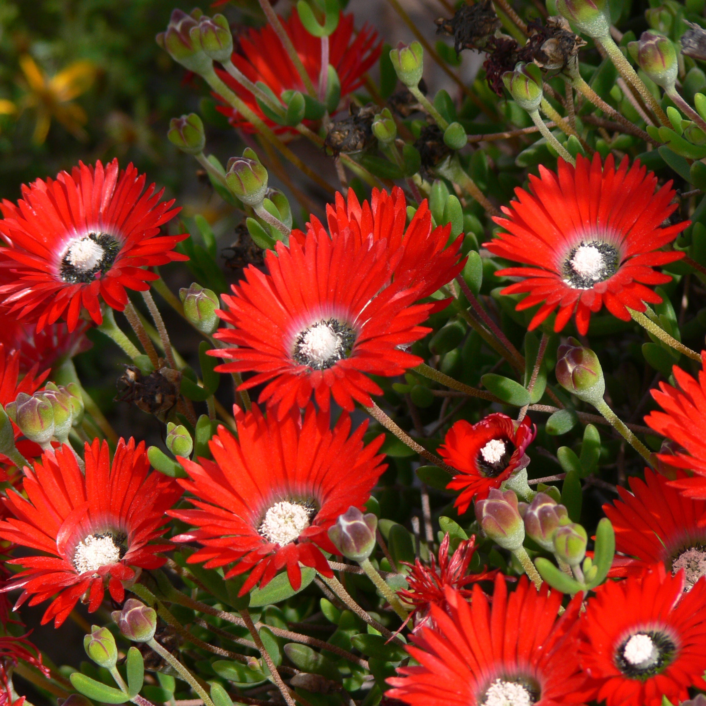 Bright Red Ice Plant Seeds for Planting home garden flower bed