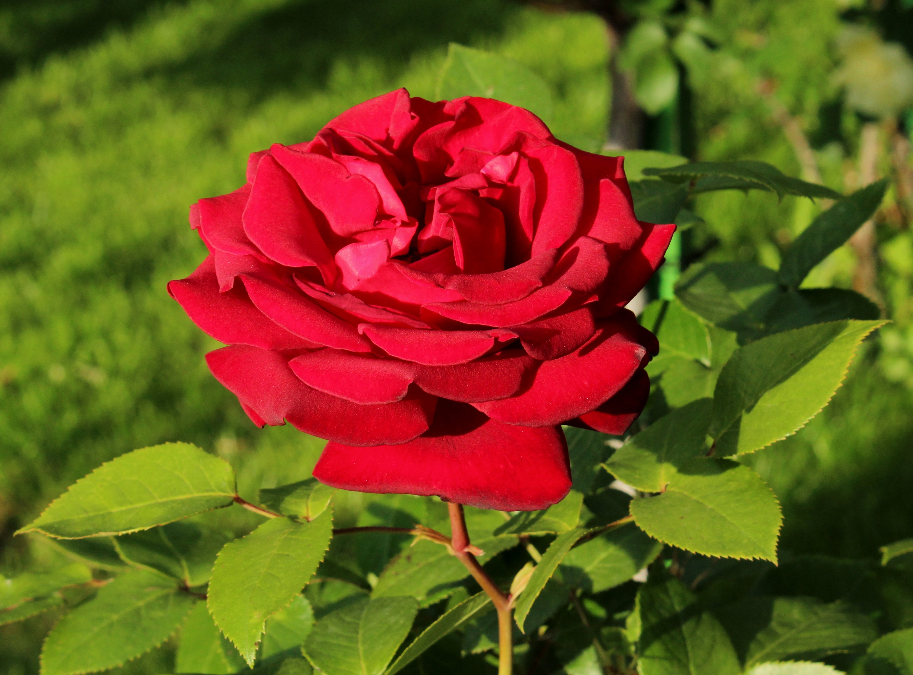 Hybrid Rose Flower seeds for Planting, Sun Loving Heirloom & GMO Free Seeds for Home Garden