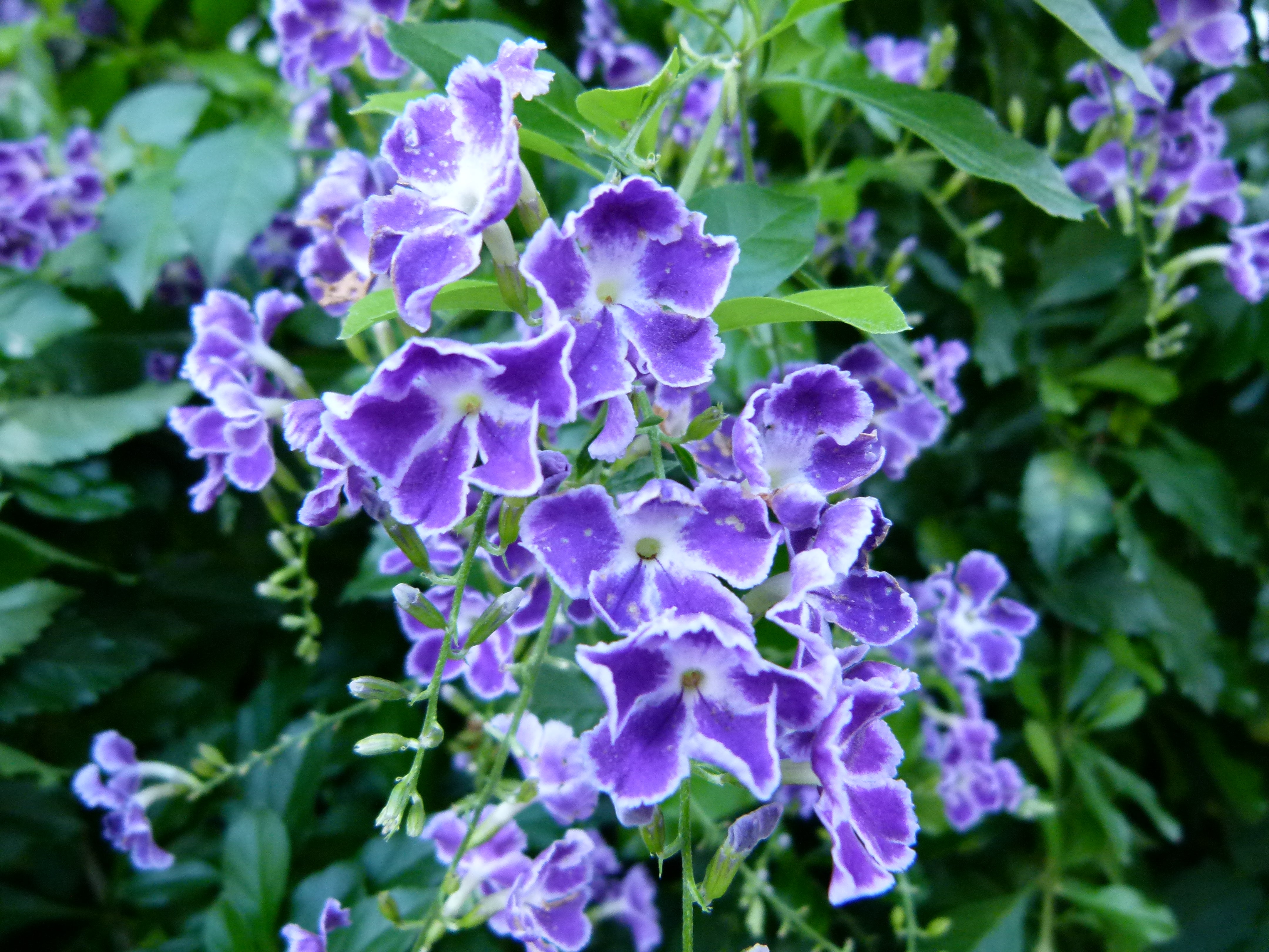 Duranta Erecta Flower seeds for Planting Cottage Garden Essential Heirloom & GMO Free Seeds for Home Garden
Sale