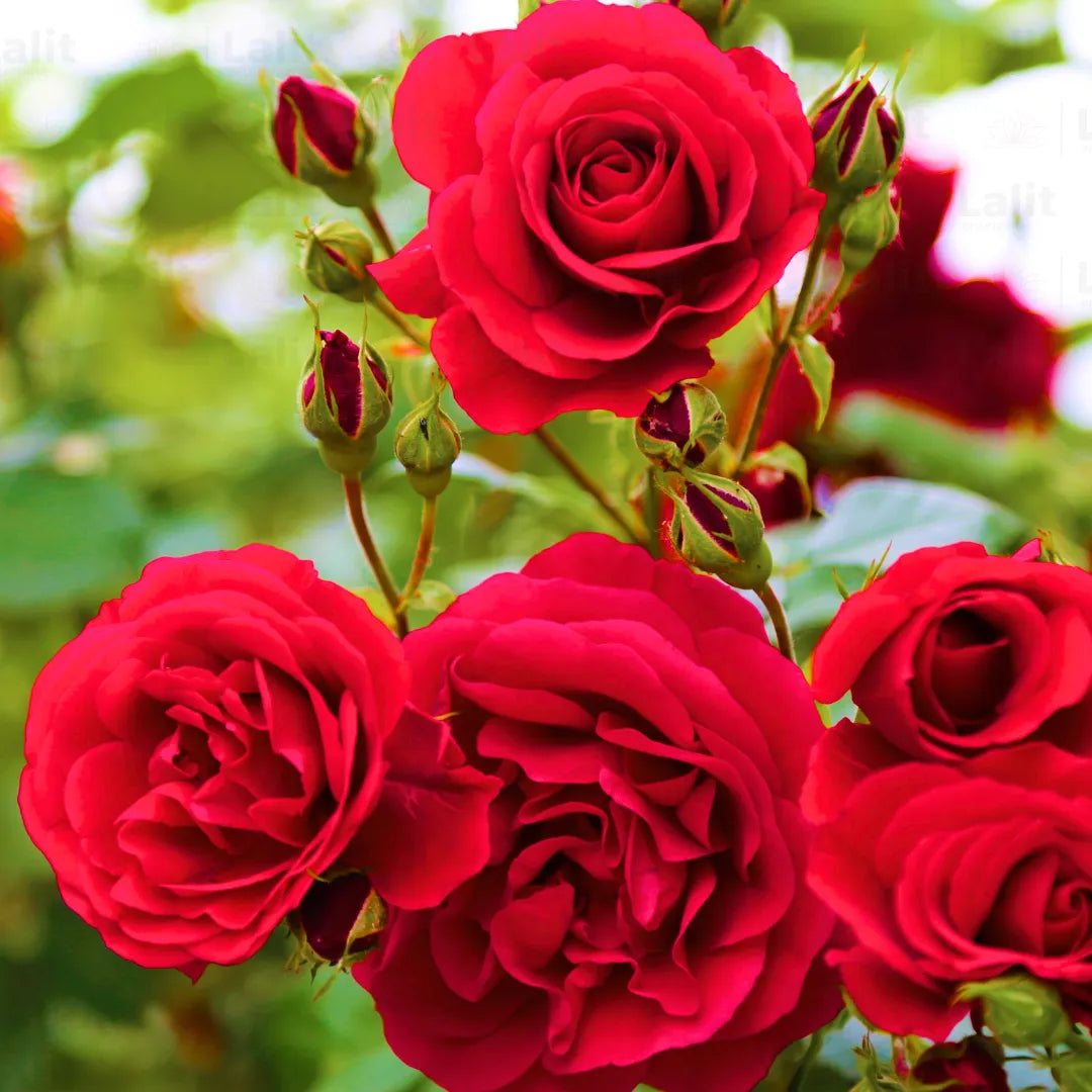 Rugosa Rose Red Flower Seeds for Planting Vibrant Blooms for Your Garden - Evergrowseeds