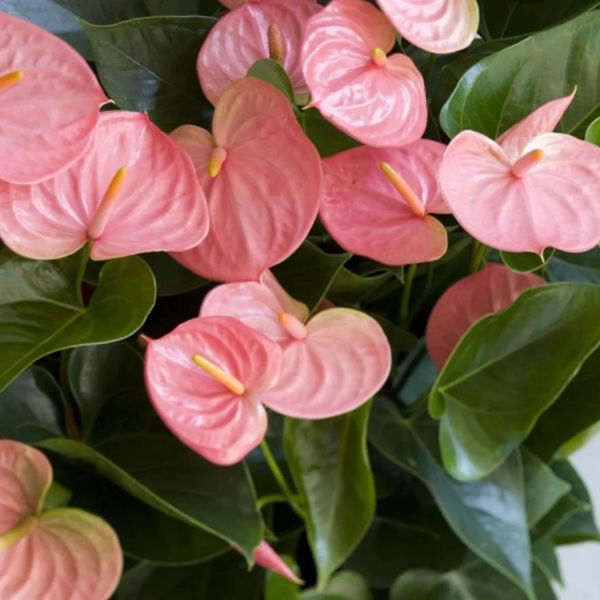 Cream Pink Anthurium Flower seeds for Planting - Premium Quality, Heirloom & GMO Free Seeds for Home Garden