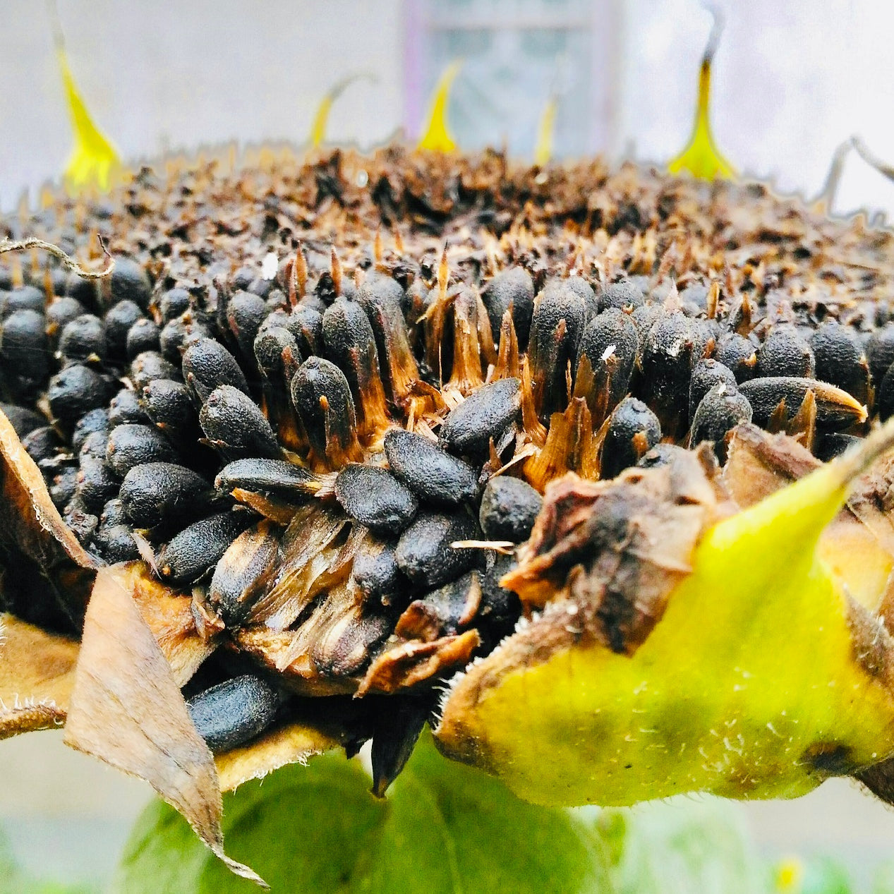 Sunflower Helianthus annuus Seeds for Planting in Flower Bed & Garden