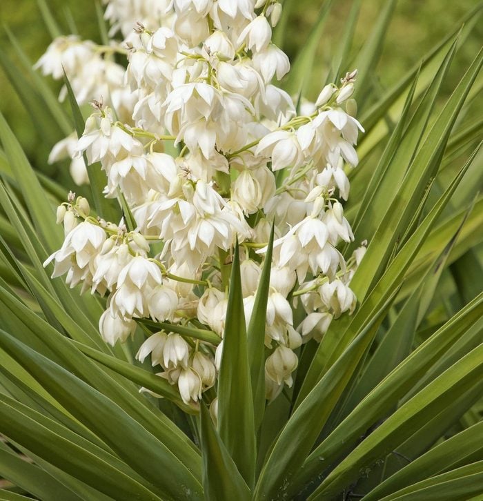 White Yucca Tree Planting Seed Perfect for Gardens