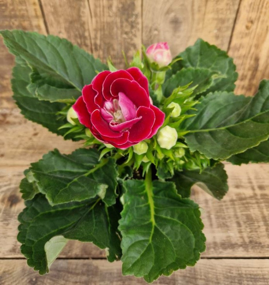 Red Yellow Gloxinia Sinningia Flower Seeds for Planting Drought Tolerant Heirloom & GMO Free Seeds for Home Garden
Sale