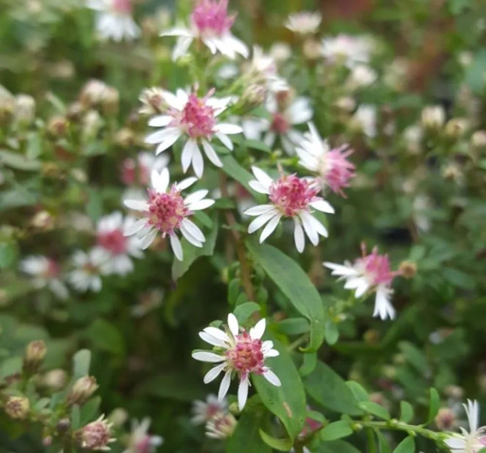Pink White Lateriflorus Flower Seeds for Beautiful Garden Planting