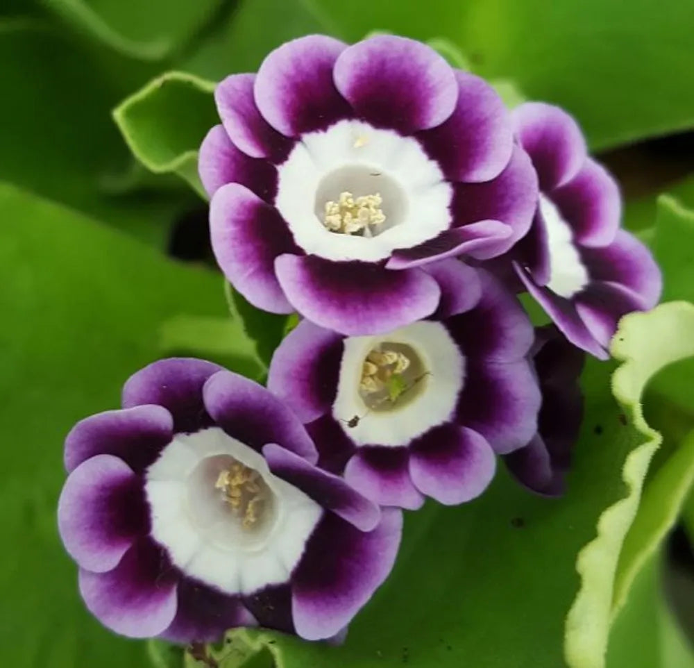 Violet Primrose Flower seeds for Planting - Garden Favorite, Heirloom & GMO Free Seeds for Home Garden