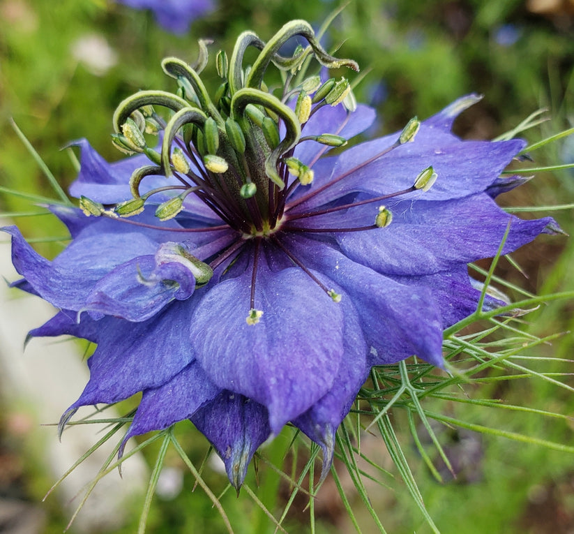 Nigella Hispanica Flower seeds blooming in flower beds, containers, borders, and pollinator-friendly gardens