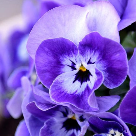 Violet Pansy Flower Seeds for Planting Wildflower Mix Heirloom & GMO Free Seeds for Home Garden
Sale