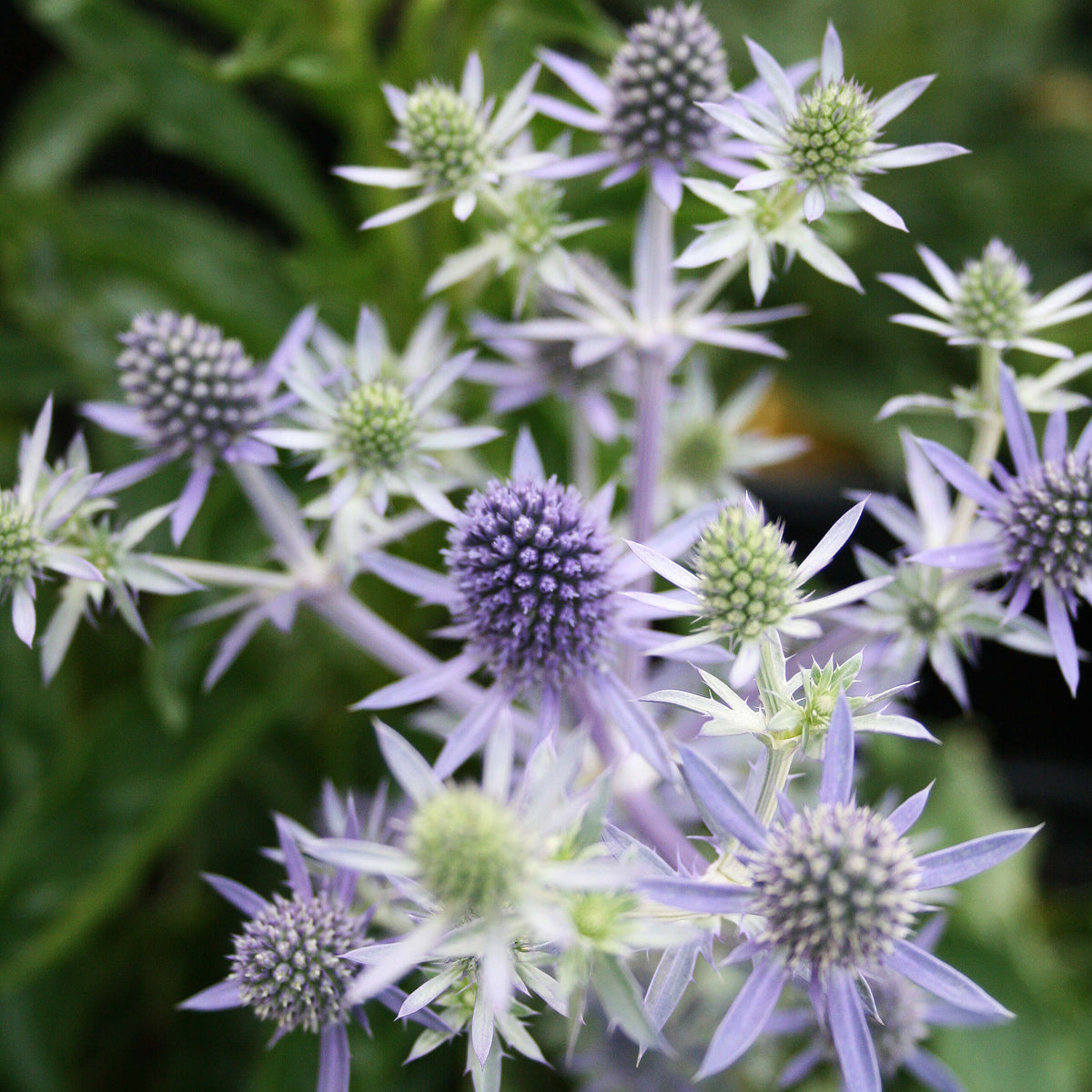 Hobbit (Hobbit Sea) seeds for planting in home garden