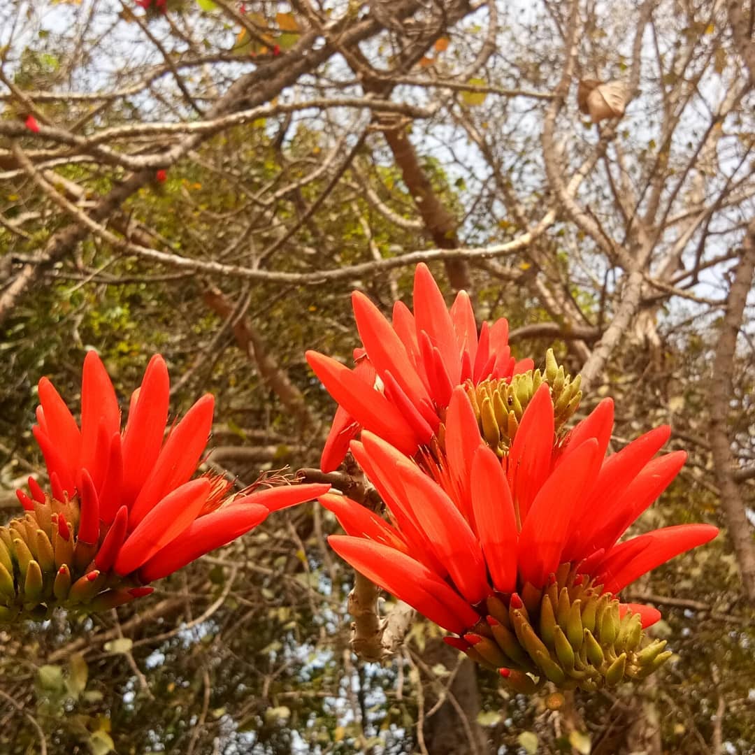Erythrina Flower seeds for Planting - Seasonal Bloomer, Heirloom & GMO Free Seeds for Home Garden