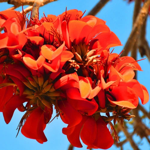 Yellow Erythrina Flower seeds for Planting - Sun Loving, Heirloom & GMO Free Seeds for Home Garden
