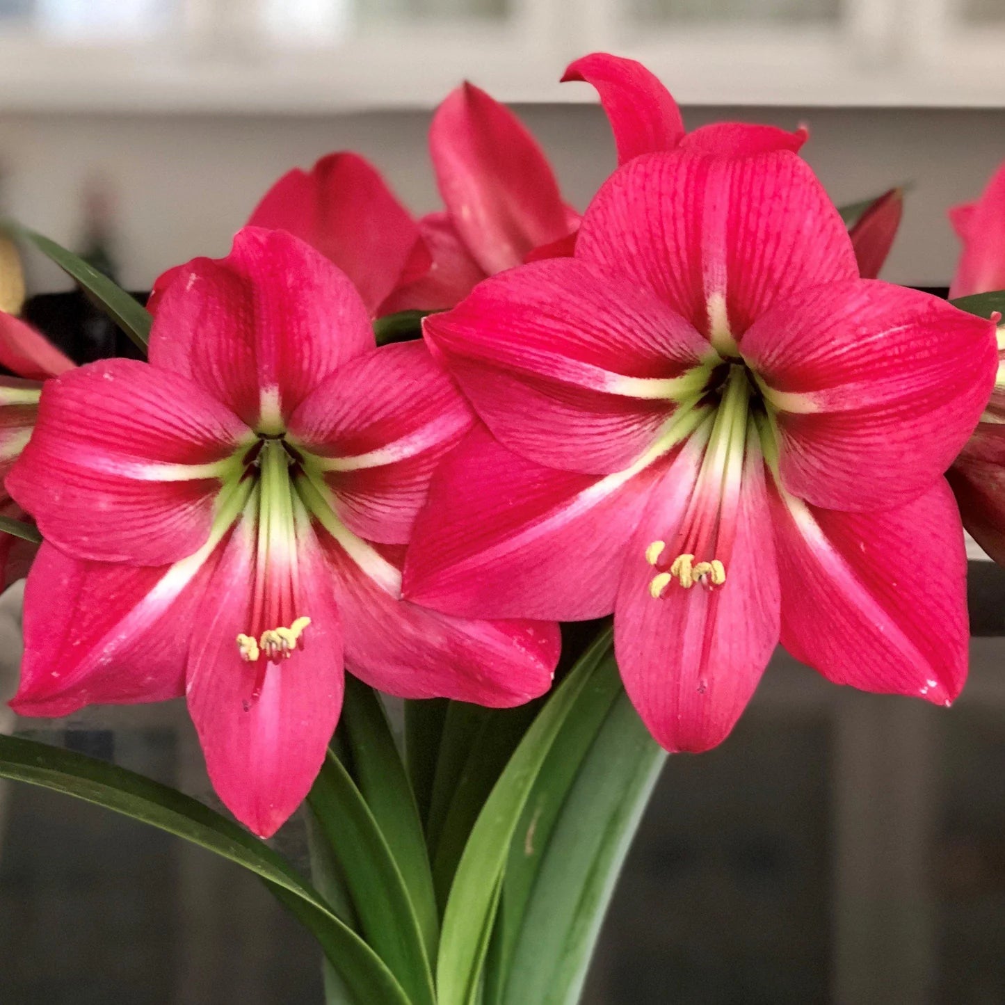 Pink Amaryllis Barbados Seeds for Planting Fragrant Blossoms Heirloom & GMO Free Seeds for Home Garden
Sale