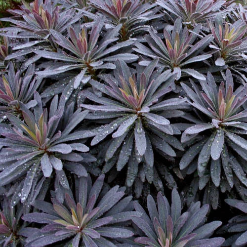 Euphorbia Amygdaloides Flower seeds for Planting - Easy to Grow, Heirloom & GMO Free Seeds for Home Garden