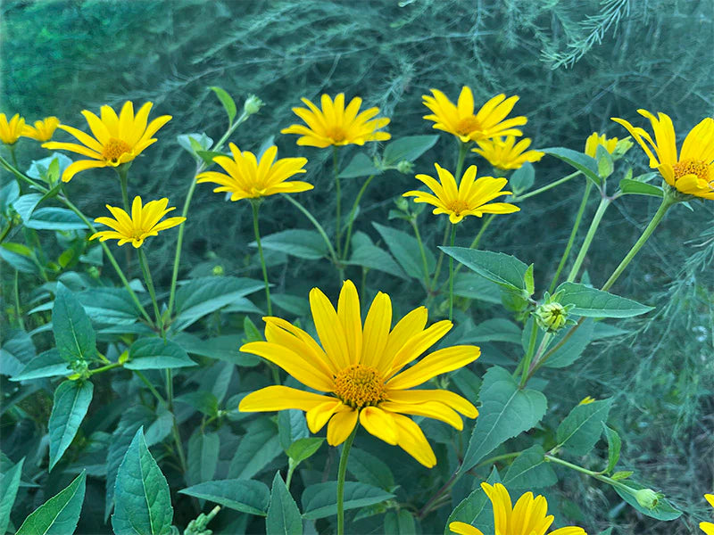 Yellow Rotundifolia Flower seeds for Planting - Cottage Garden Essential, Heirloom & GMO Free Seeds for Home Garden