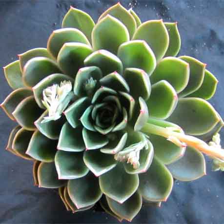 Green Cliff Stonecrop Flower seeds for Planting - Easy to Grow, Heirloom & GMO Free Seeds for Home Garden