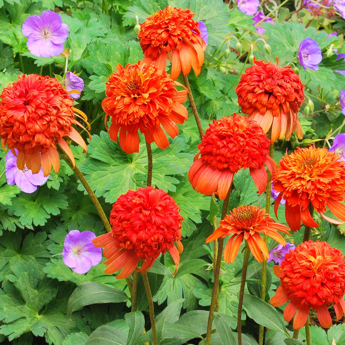 Echinacea 'Secret Lust' Echinacea purpurea Seeds for Planting in Flower Bed & Garden