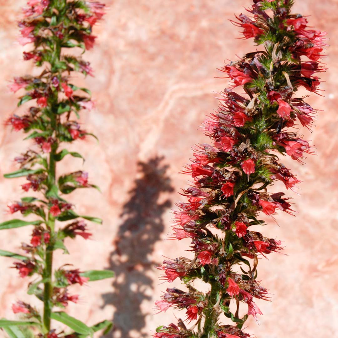 Red Amoenum Flower Planting Seeds - Vibrant Crimson Blooms for Your Garden