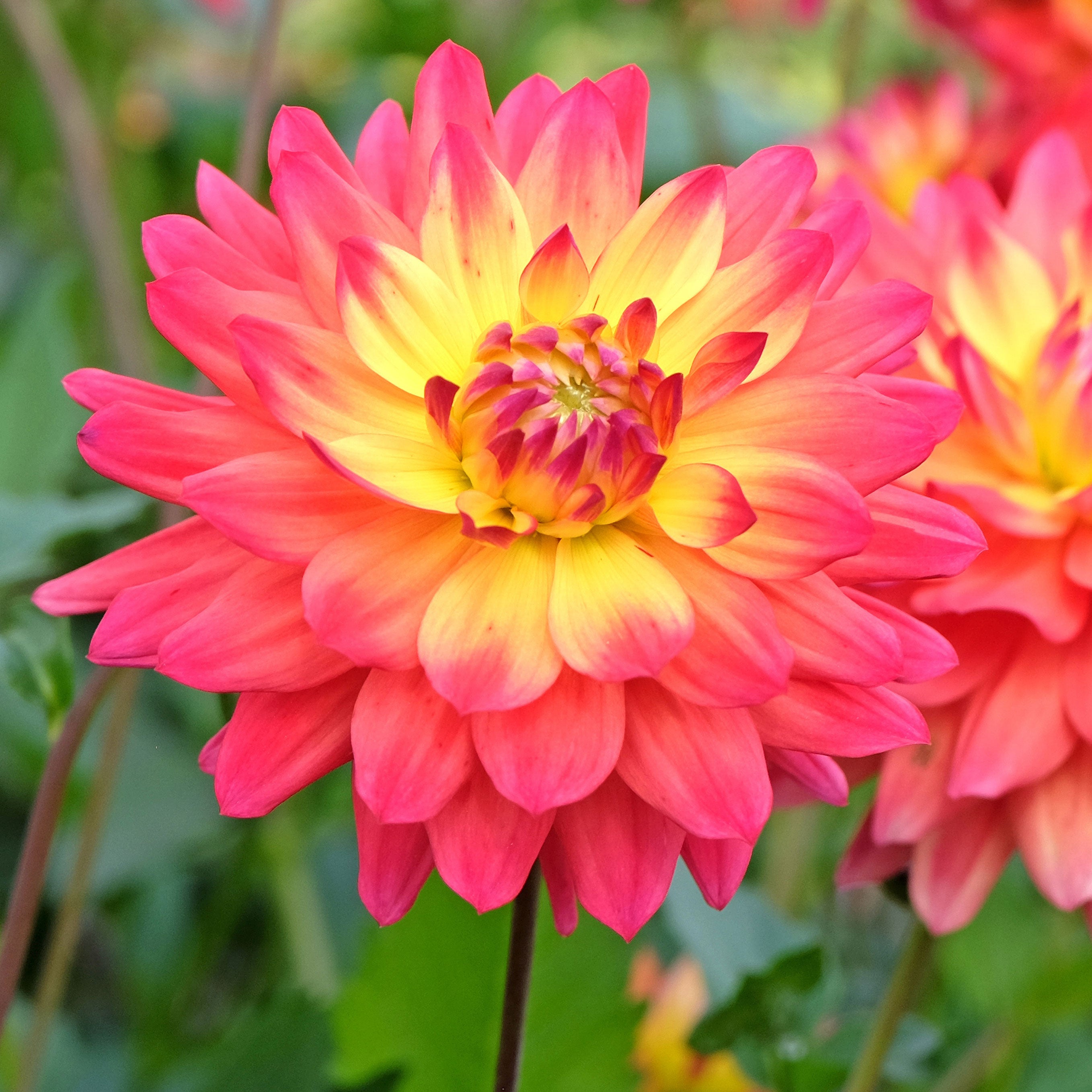 Dahlia Flower seeds for Planting Vibrant Colors Heirloom & GMO Free Seeds for Home Garden