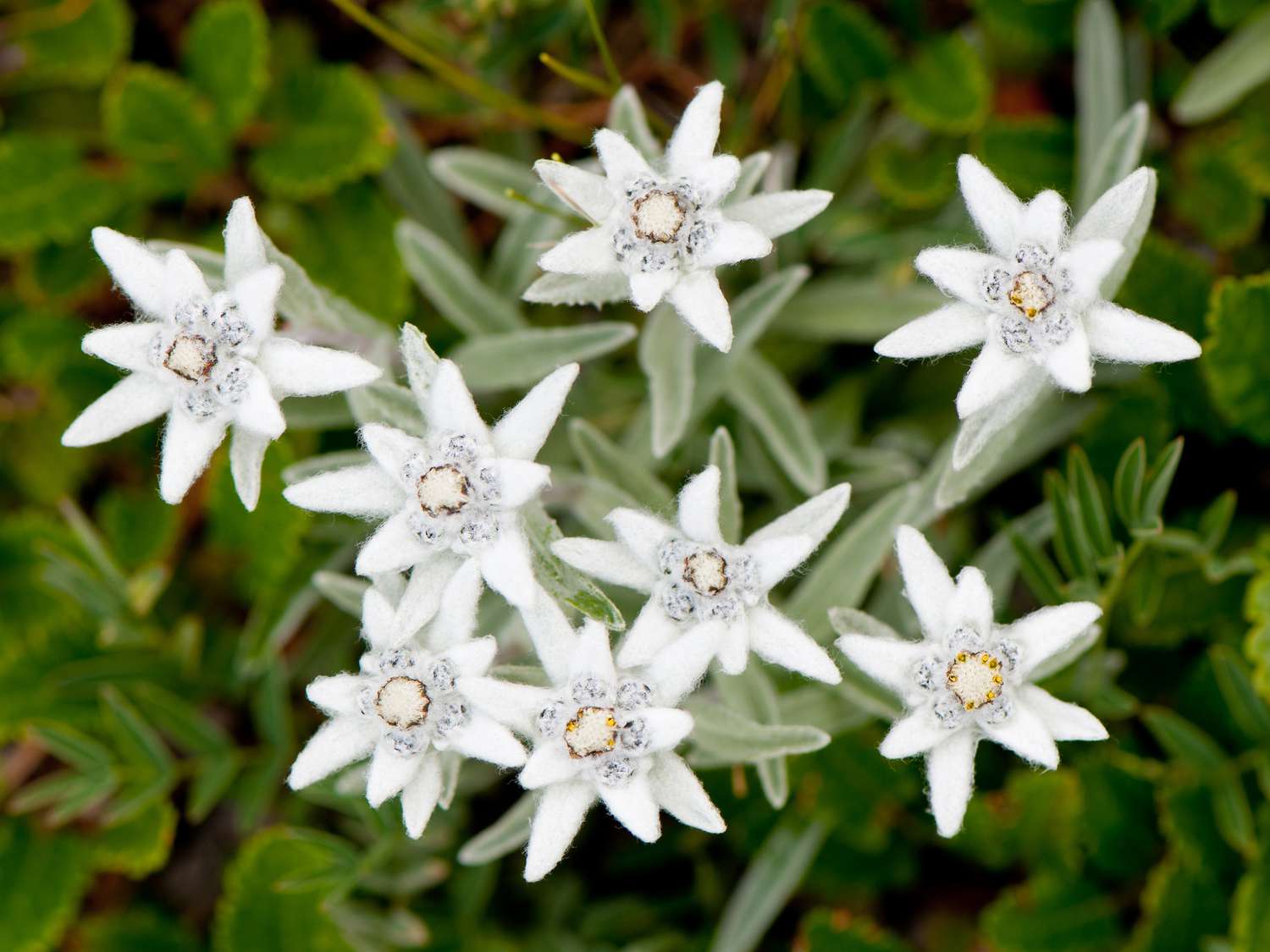 Edelweiss Flower seeds for Planting Hardy Variety Heirloom & GMO Free Seeds for Home Garden