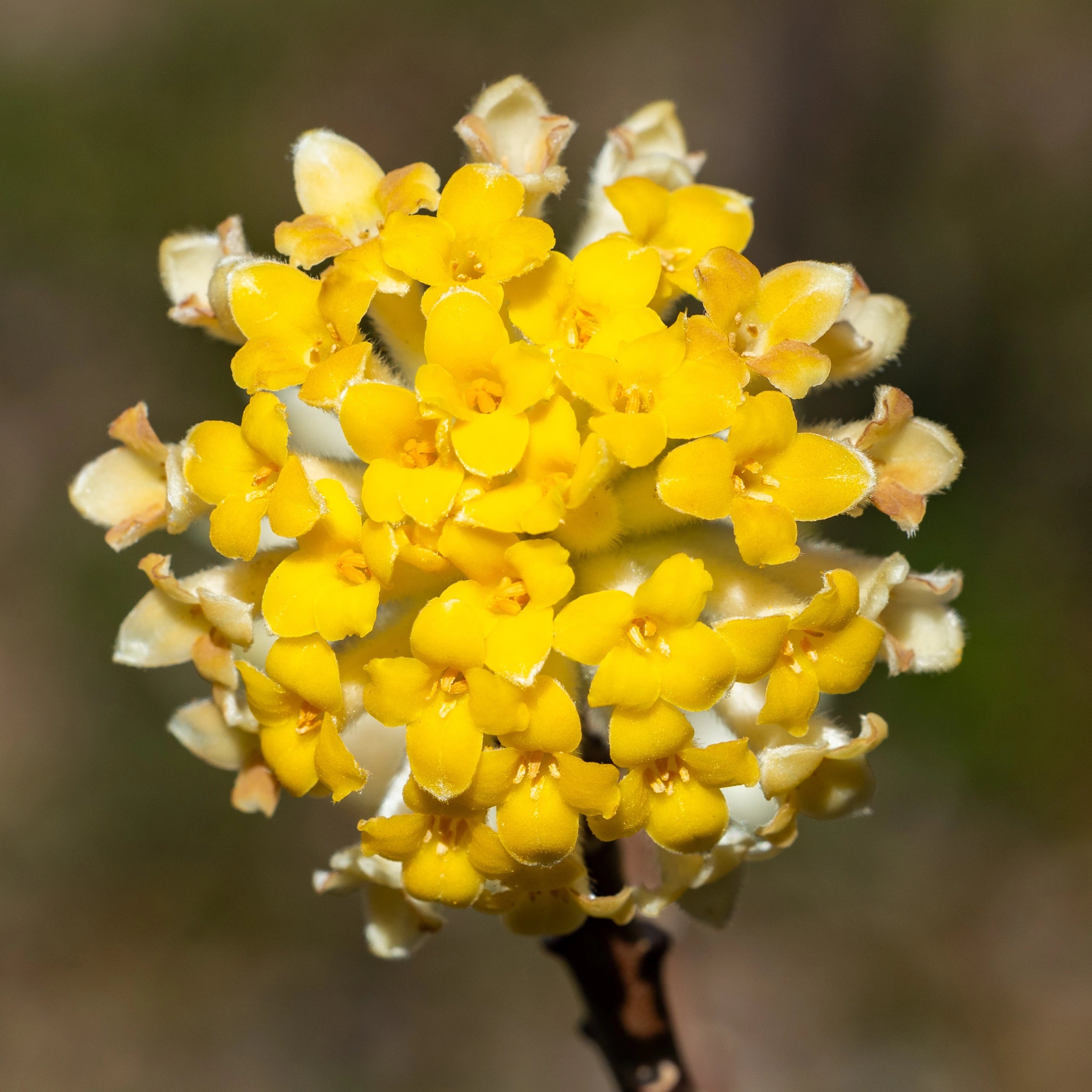 Heirloom Yellow Edgeworthia Flower seeds blooming in flower beds, containers, borders, and pollinator-friendly gardens