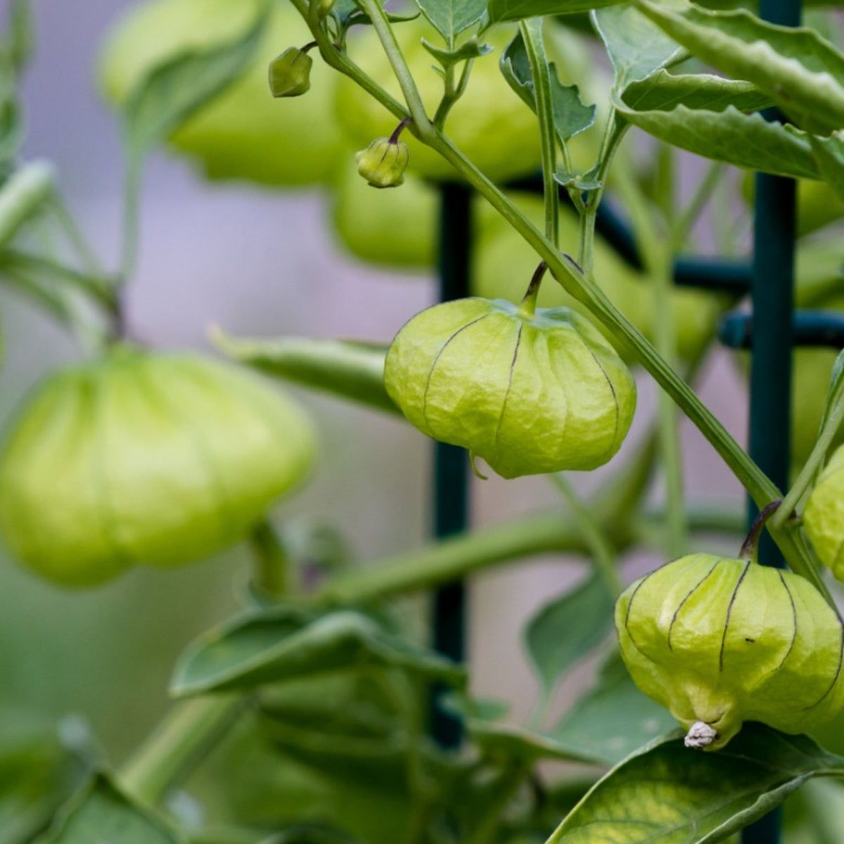 Tomatillo Seeds for Planting Grow Your Own Veggies