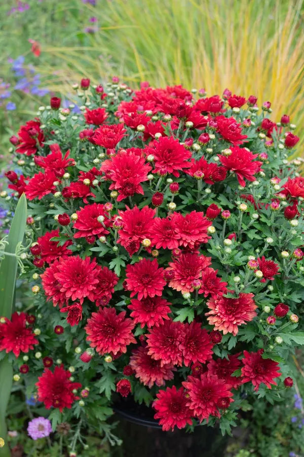Chrysanthemum Deep Red Flower seeds for Planting - Long Bloom Season, Heirloom & GMO Free Seeds for Home Garden