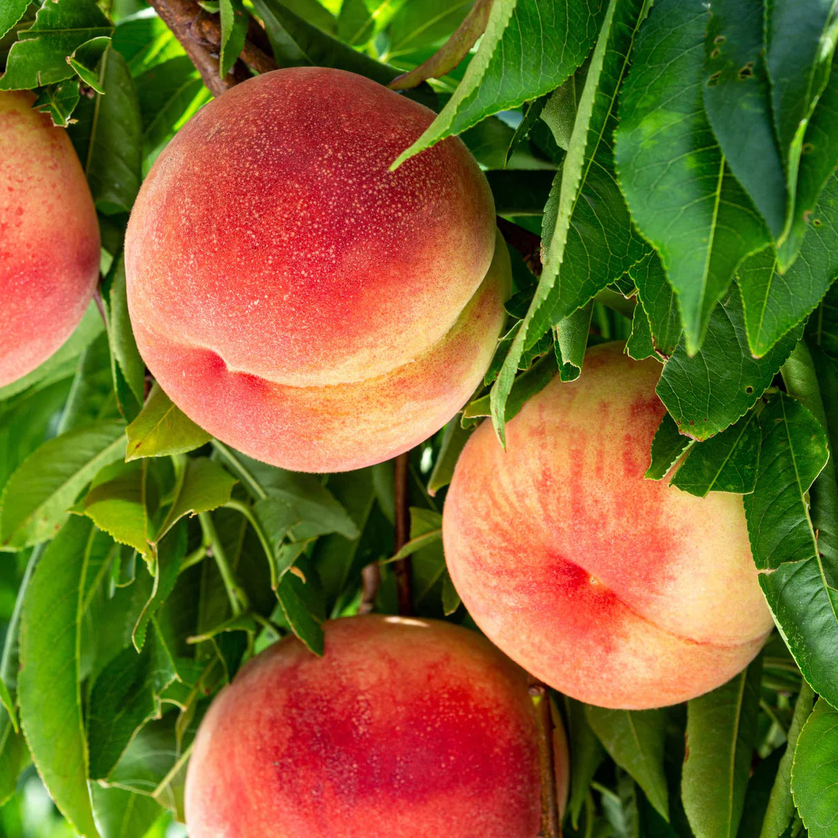 Peach Fruit Seeds Collection for Home Planting Grow Juicy Peaches - Evergrowseeds