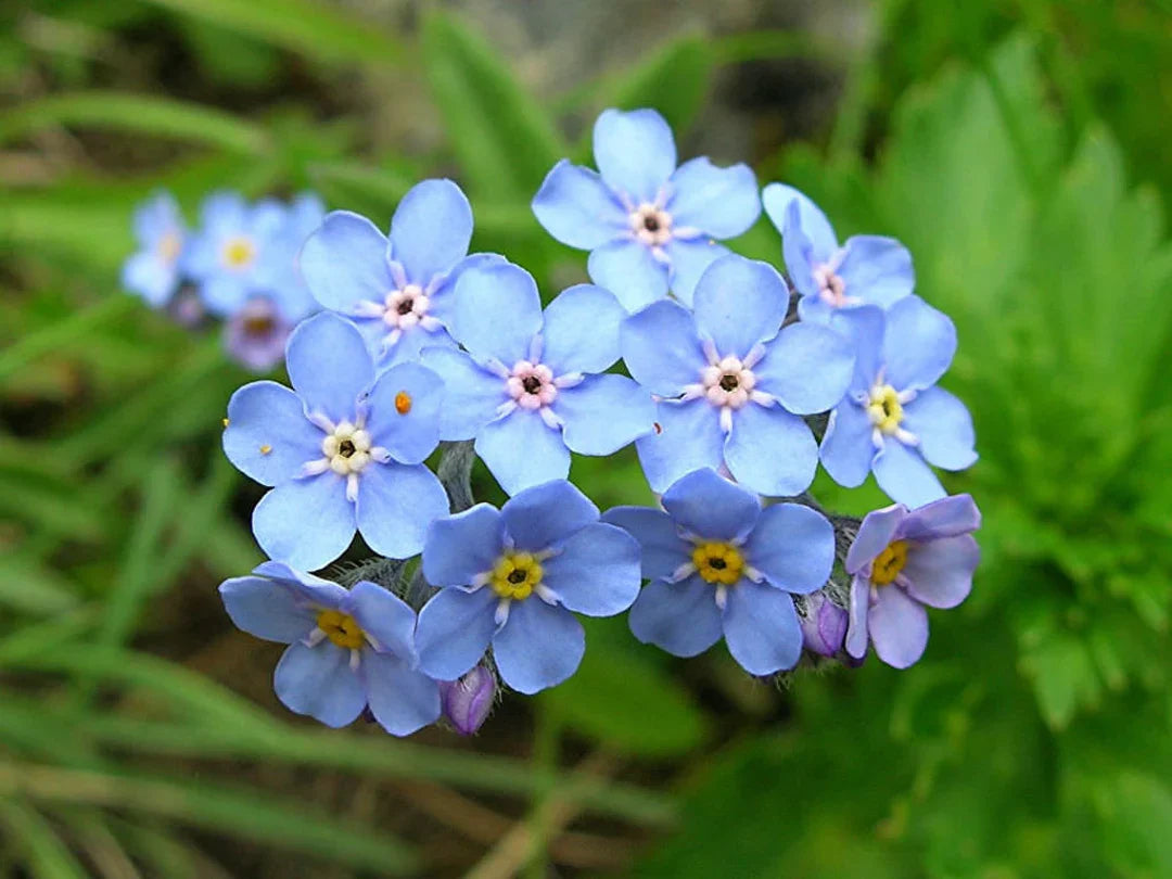 Elegant Blue Forget-Me-Not Seeds