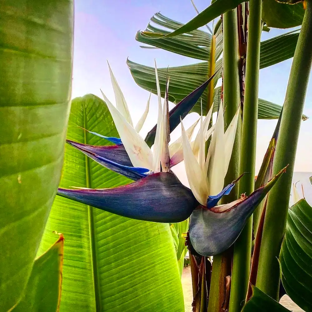 White Strelitzia Reginae Flower seeds for Planting Hardy Variety Heirloom & GMO Free Seeds for Home Garden