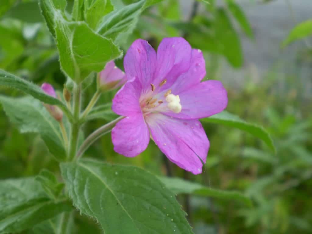 Epilobium Parviflorum Flower seeds blooming in flower beds, containers, borders, and pollinator-friendly gardens