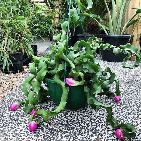 Guatemalan Monstrose Flower seeds blooming in flower beds, containers, borders, and pollinator-friendly gardens
