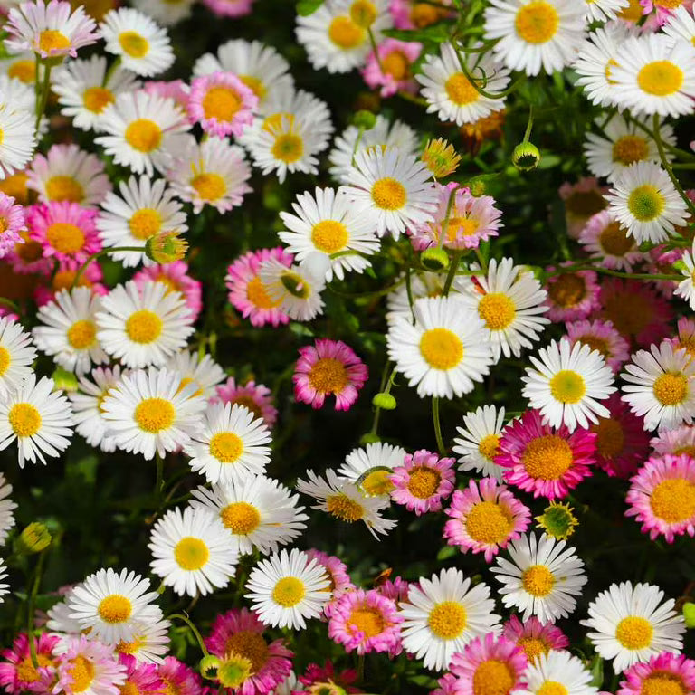 Mixed Erigeron Flower Planting Seeds - Colorful Garden Blooms