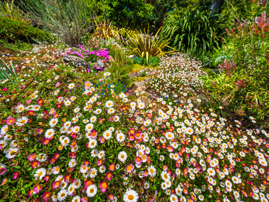 Mixed Erigeron Flower Planting Seeds - Colorful Garden Blooms