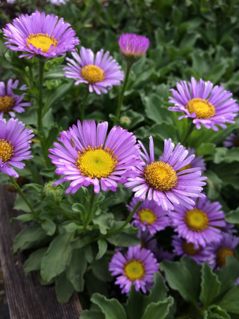 Violet Erigeron Flower seeds for Planting - Sun Loving, Heirloom & GMO Free Seeds for Home Garden