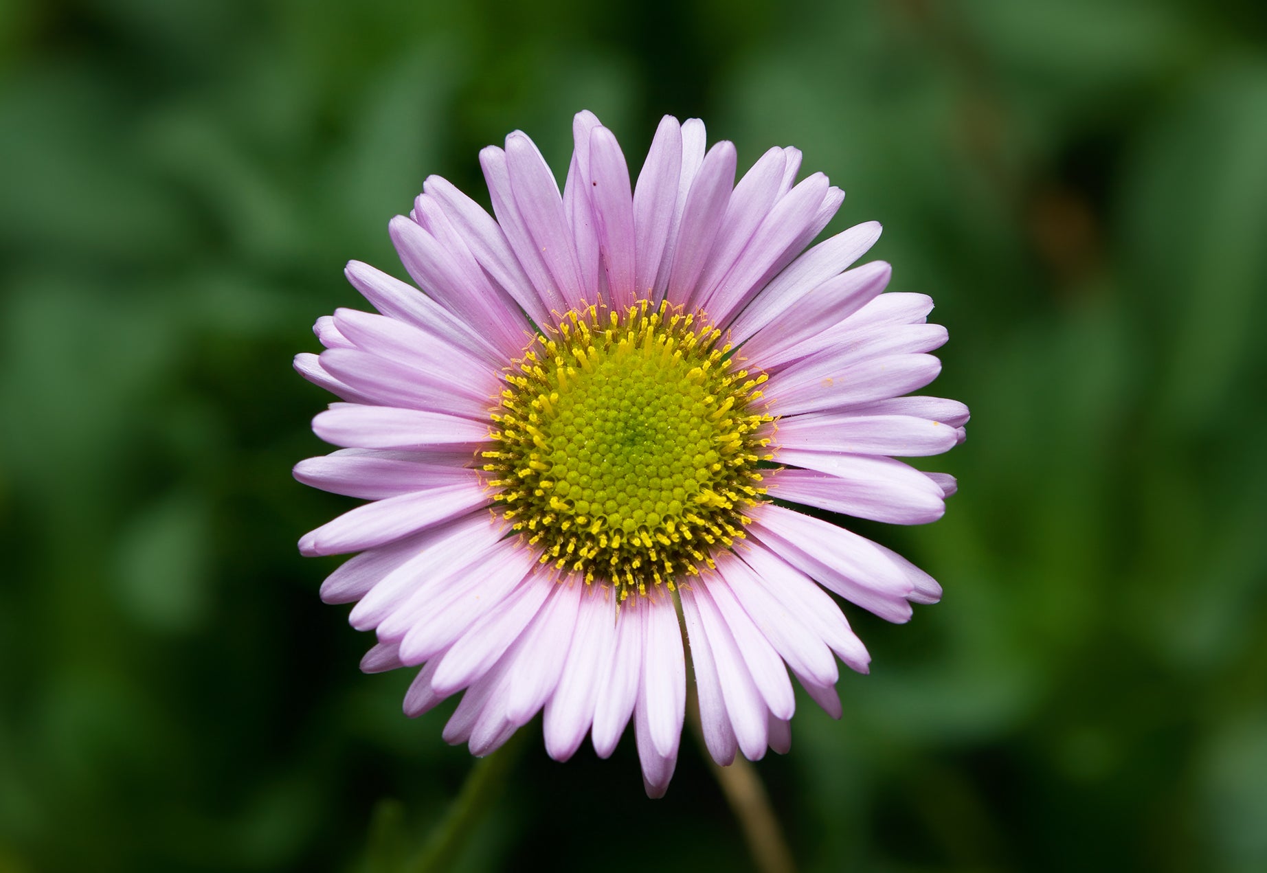 Violet Erigeron Flower seeds for Planting - Sun Loving, Heirloom & GMO Free Seeds for Home Garden