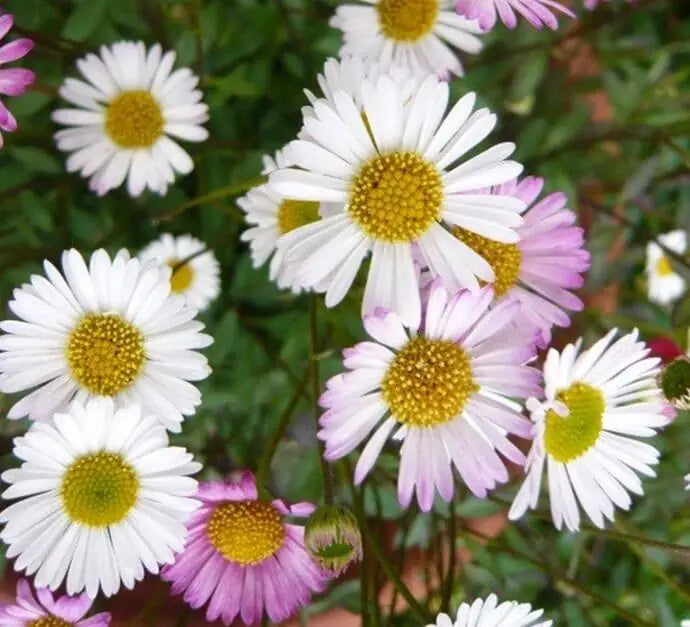 Mixed Erigeron Flower seeds for Planting - Drought Tolerant, Heirloom & GMO Free Seeds for Home Garden
