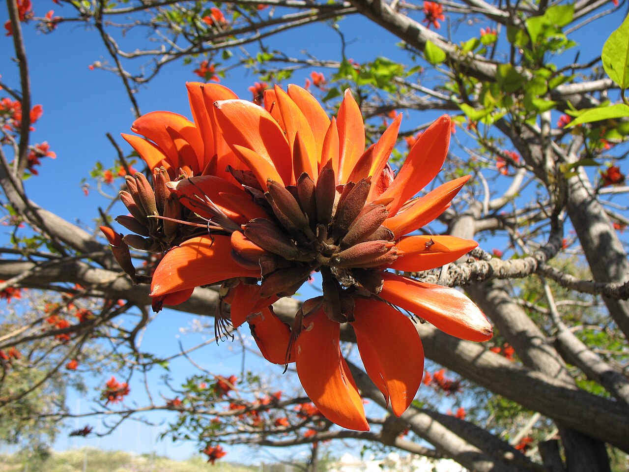 Yellow Erythrina Flower seeds for Planting - Sun Loving, Heirloom & GMO Free Seeds for Home Garden