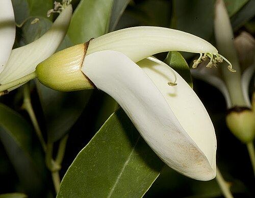 White Erythrina Crista Galli Flower seeds for Planting - Cut Flower Favorite, Heirloom & GMO Free Seeds for Home Garden