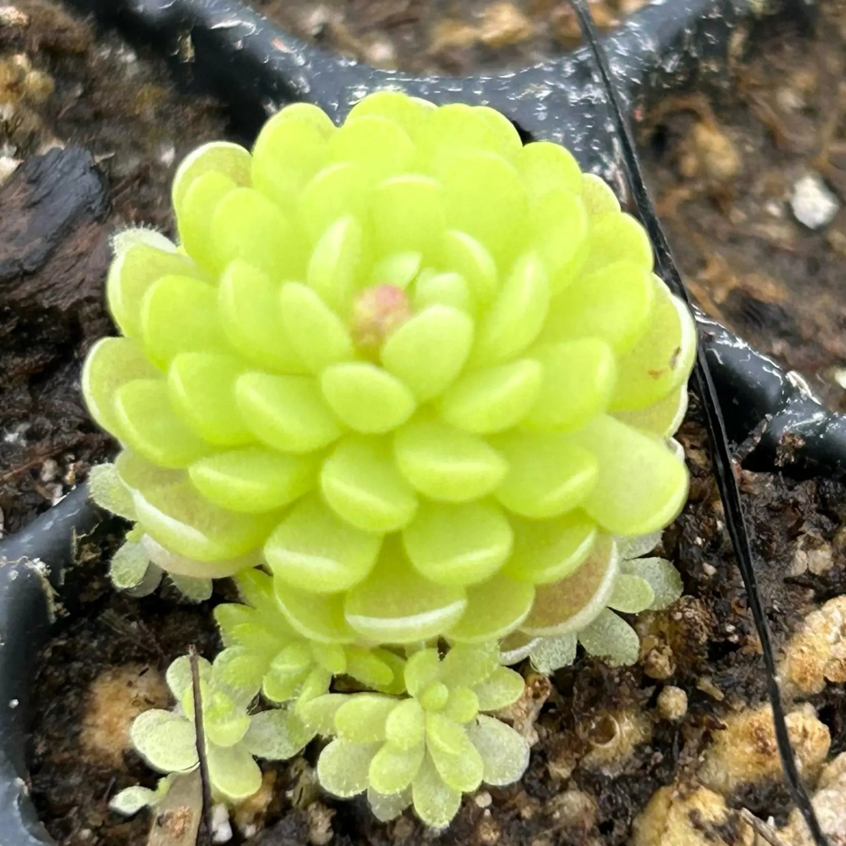 Butterwort Flower seeds for Planting - Easy to Grow, Heirloom & GMO Free Seeds for Home Garden