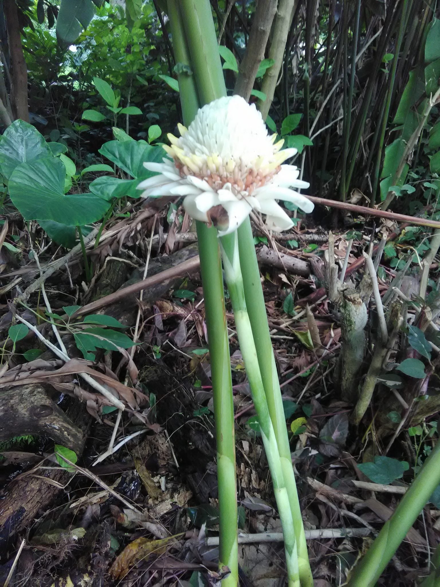 White Etlingera Elatior Flower Seeds for Planting Tropical Beauty - Evergrowseeds