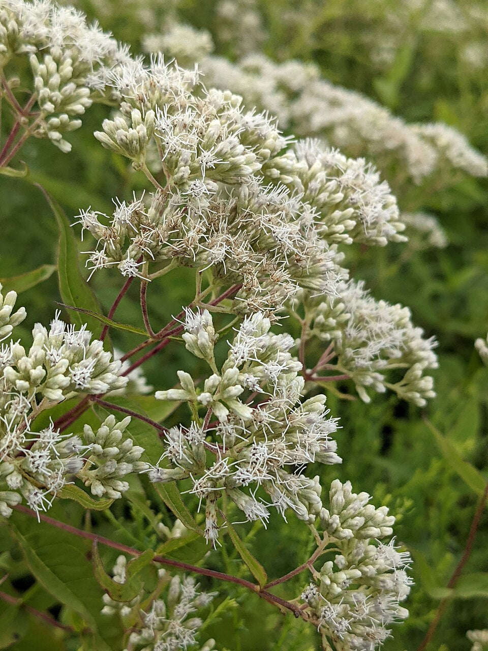 White Eupatorium Perfoliatum Flower seeds for Planting - Compact Growth, Heirloom & GMO Free Seeds for Home Garden