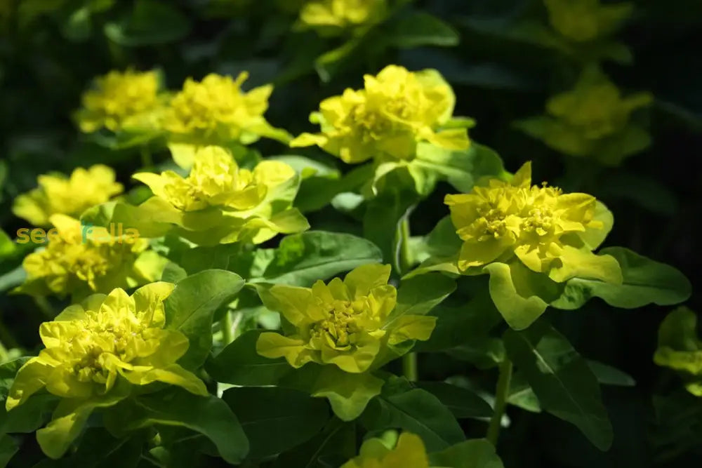 Non GMO Euphorbia Polychroma seeds