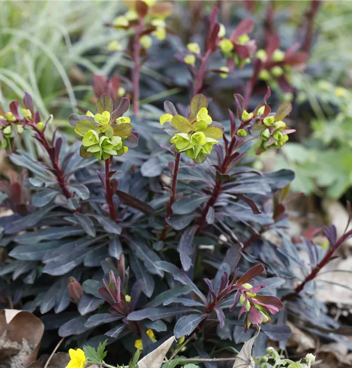 Euphorbia Amygdaloides Flower seeds for Planting - Easy to Grow, Heirloom & GMO Free Seeds for Home Garden