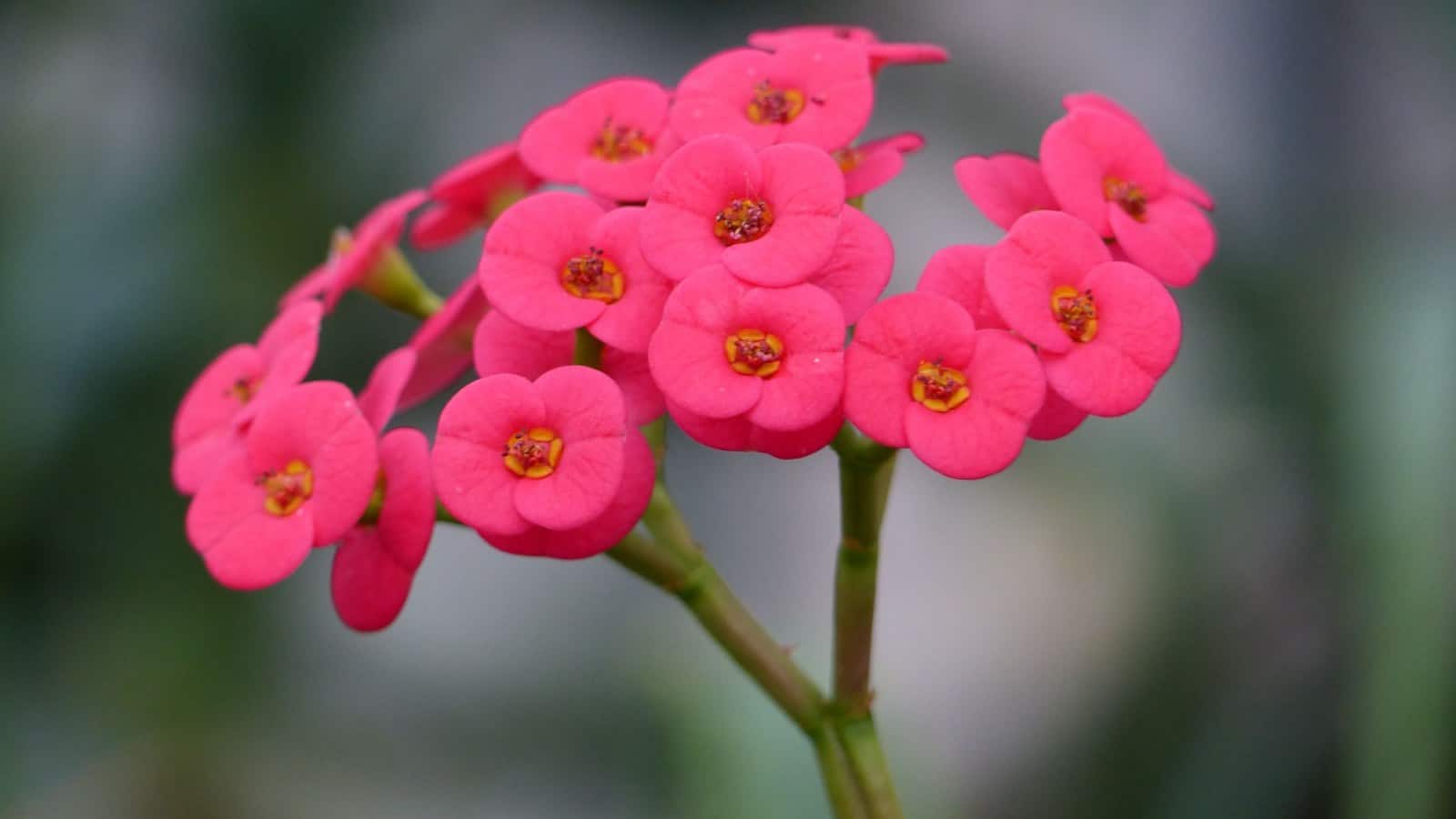 Crown of Thorn Flower Seeds Easy Planting for Vibrant Blooms